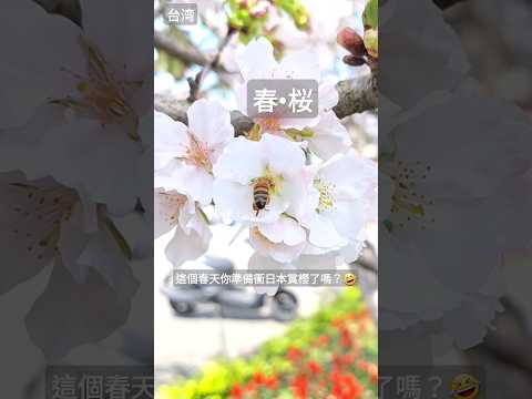 【春の桜】#shortvideo #2024 #癒し動画 #春天 #台湾 #旅遊 #開花 #櫻花綻放中 #さくら #桜 #shorts