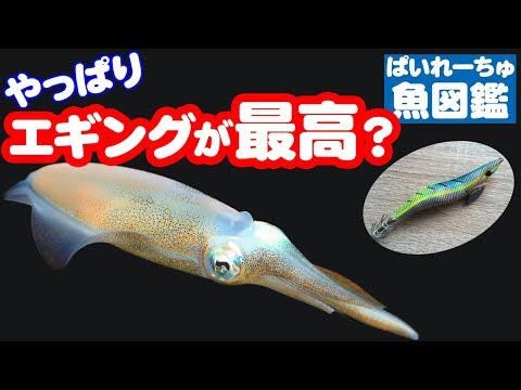 【魚図鑑　コウイカ】釣り方色々！エギングでの釣果は？沖釣り、テンヤで気軽に釣る！