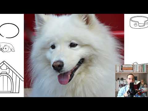 Samoyed