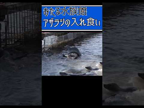 【おたる水族館】アザラシの入れ食い #北海道 #小樽 #おたる水族館 #水族館