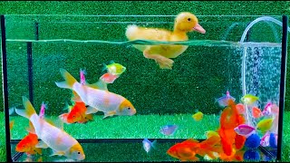 小鴨小鴨、金魚、錦鯉魚 - 可愛的小動物視頻