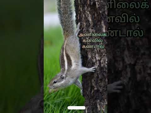 அணிலைக் கனவில் கண்டால் | squirrel in dream | dream interpretation in tamil |#dream