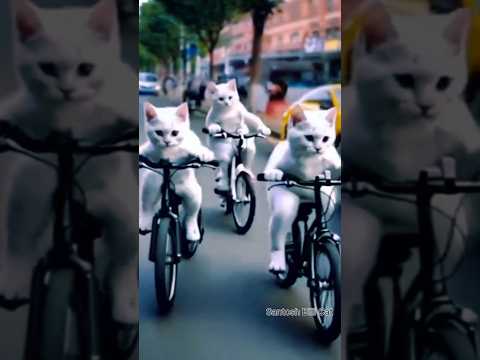 Billi cycle chalata hai #Cat #अबहैजुदाईका मौसमदोपलकामेहमां #shorts#uditnarayan #alkayagnik #Billisho