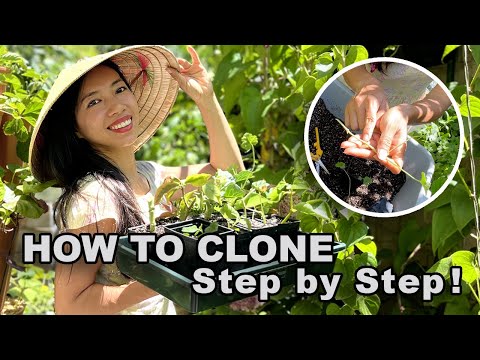 How To Clone These Plants Now For a Bountiful Fall Harvest