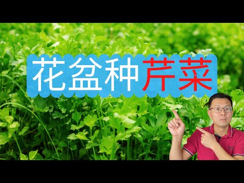 轻松种芹菜，芹菜自由很容哦，看看我是如何使用花盆种芹菜的