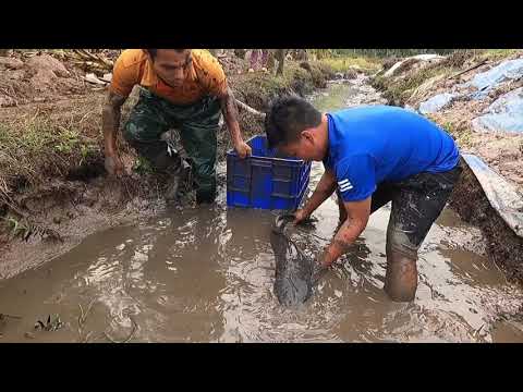 Use Large Capacity Pump, Absorb Water To Catch Giant Fish | Hunting Giant Fish