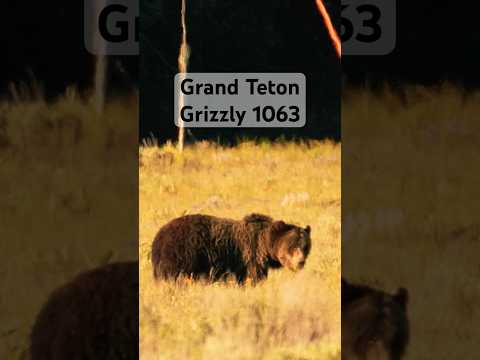 Grizzly 1063 & her three cubs #wildlife #bear #travel #grandtetonnationalpark #ytshorts #shorts