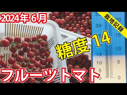 【最高糖度14】小量多潅水でフルーツトマトを育てる【2024年6月】