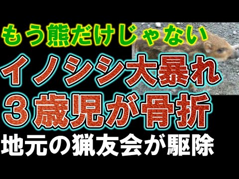 【猟友会が駆除】イノシンが３歳児や２４歳女性など次々に襲う。６人が重軽傷こども園で大暴れ。