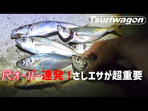 【初夏はあのエサが超効く！？】カゴ釣りで尺アジが爆釣！ Japanese amberjack