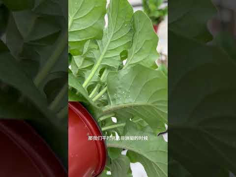 非洲菊上的白粉虱/Aleyrodidae/Whitefly #garden #plants #ipm