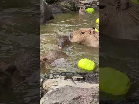 【露天風呂】プール遊びみたいなカピバラさん(伊豆シャボテン動物公園) #capybara #Shorts