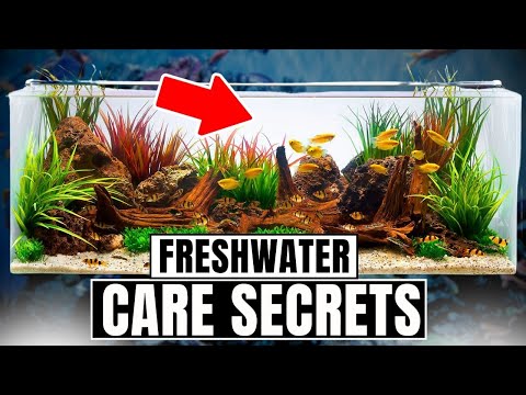 30 Freshwater Aquarium Tips Every Beginner Needs To Know