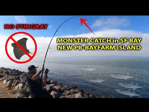 Linking Up On A MONSTER P.B. At Bayfarm Island! #california #bayarea #fishing #fun #bigfish #fish