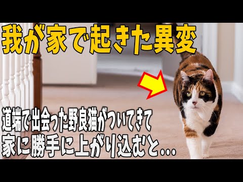 【猫の不思議な話】家鳴りなどの異変が起こる家に引っ越してしまった私と夫。ある日、道端で出会った猫が私に付いてきて勝手に我が家に上がり込むと…【朗読】【猫】【感動】