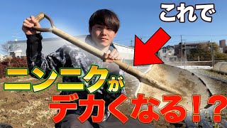 【ニンニク栽培】これやればニンニクが大きく育ちます！他の人と差をつけたい方必見！