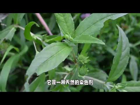 墨旱莲：家乡的神奇植物，实用价值高