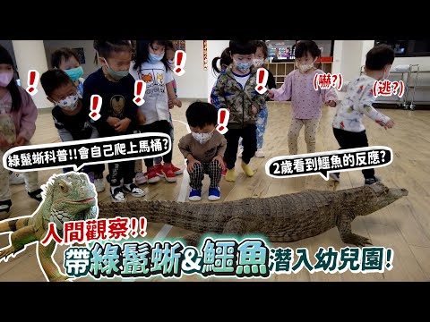 【人間觀察】綠鬣蜥&鱷魚!潛入幼兒園?2歲看到鱷魚的反應?綠鬣蜥科普!綠鬣蜥會爬上馬桶大便?會斷尾求生?段尾居然還會動?爭議寵物?氾濫的主因?【許伯簡芝】