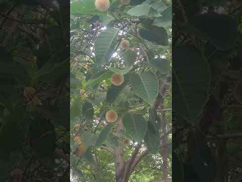 Guess the Tree Name | what is this | Fruit or Flower #shorts