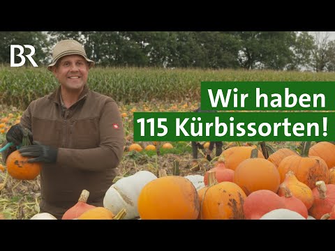 Frisch vom Feld: 115 verschiedene Kürbissorten | Unser Land | BR