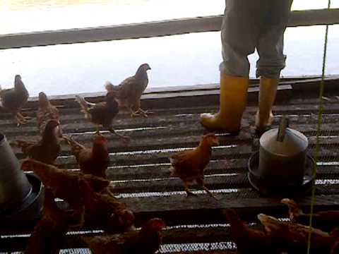 myrtlesfarms trainees and staff on duty in one of the farms setup and managed by our company