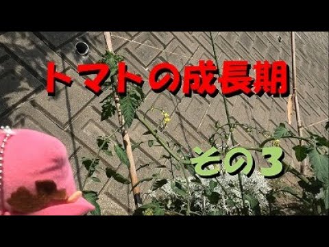 トマトの成長期　その３（第5週目）