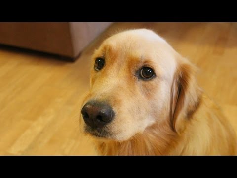 Jealous Dog Want Attention Compilation NEW