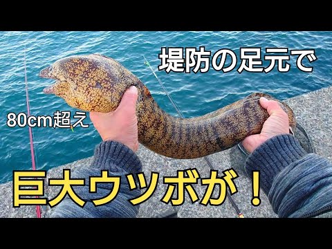 塩漬けにした小魚を堤防の足元に落としたら80cm超えの大物が！