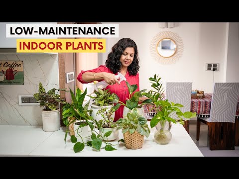 10 Low Maintenance Indoor Plants for Your Home  | Easy House Plants Care Tips