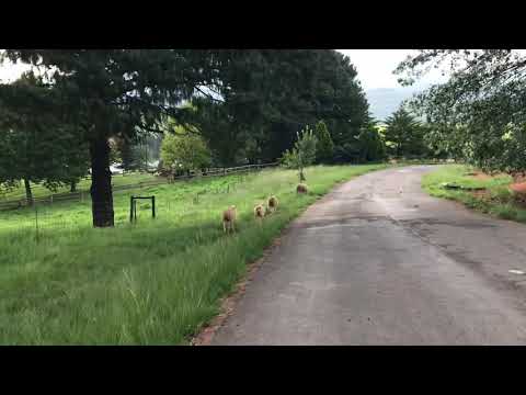 Sheep going home