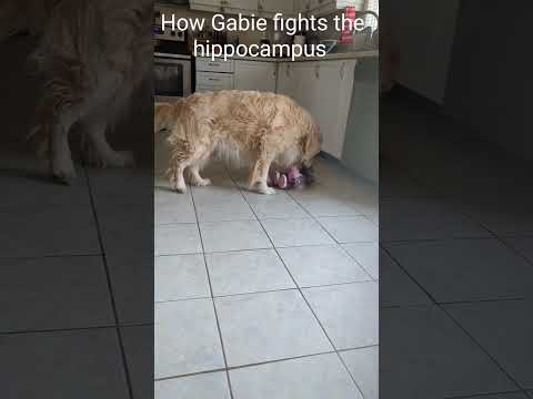 How the Golden Retriever Gabie fights the hippo @GabieCocoMarmora