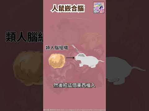 人鼠嵌合腦🐭🧠｜一分鐘科學新鮮事 EP88 #shorts