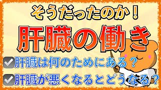 イラストで学ぶ医学！「肝臓の働きとは？」肝臓の機能や肝硬変の症状の仕組みを解説！