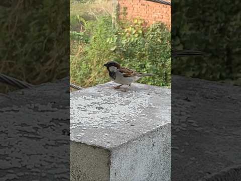 Bird Sounds ❤ #naturesounds #birdslover #birdsounds #Shorts #birdspecies #birdwatching #bird #love