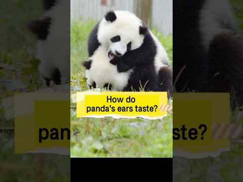 How do panda’s ears taste?
パンダの耳はどんな味がする?
#shorts