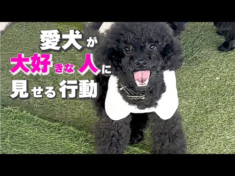 我が子のように育てた犬が大好きな人に見せる独特な愛情表現