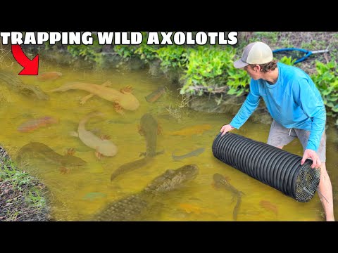 Trapping Wild Axolotls in ALLIGATOR INFESTED CREEK!