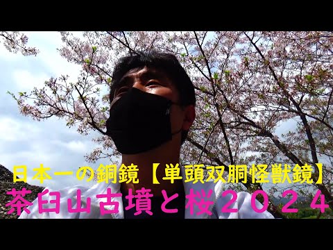 【茶臼山古墳と桜　そして日本一の銅鏡】　２０２４