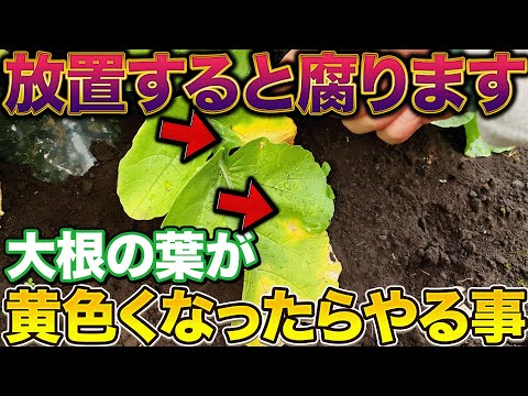 【気を抜いちゃダメです】大根栽培で生育途中で葉が黄色くなる原因と対処法について