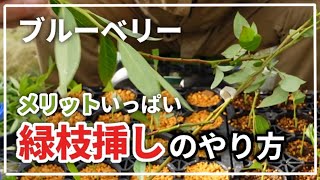 【ブルーベリー】挿し木 緑枝挿し 【5月21日】と品種違いについて