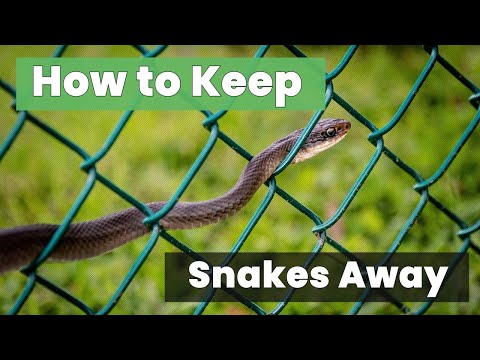 How to Keep Snakes Away and Protect Your Home Effectively!