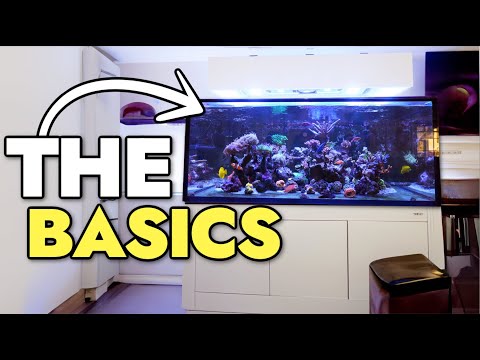 Exploring A Stunning 150 Gallon Mixed Reef Aquarium With A Frag Tank Table!