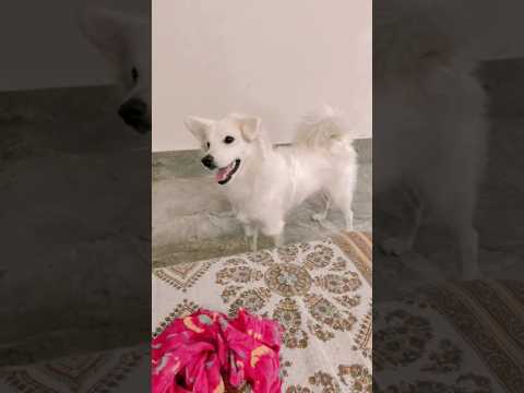 This cute neck movement 😍🥺 | #9 #puppy #cute #viral #pomeranian #jaatni_vlog