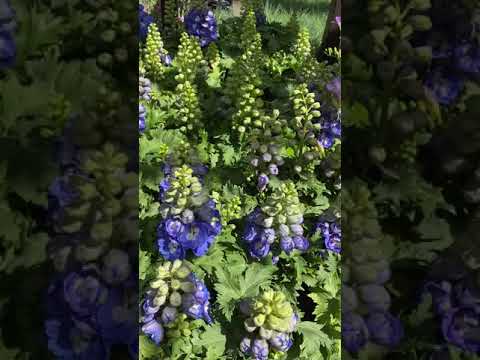 Super Pretty Flowers in Nursery看看春天苗圃里都有哪些花 第一次认识飞燕草