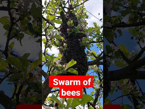 BEES.  Swarm of bees. Carpathians. Бджолиний рій.