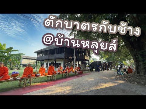 ตักบาตรกับช้าง ณ บ้านหลุยส์  30 พฤศจิกายน 2567