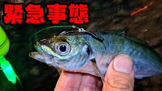 初めての泳がせ釣りでまさかの獲物が…