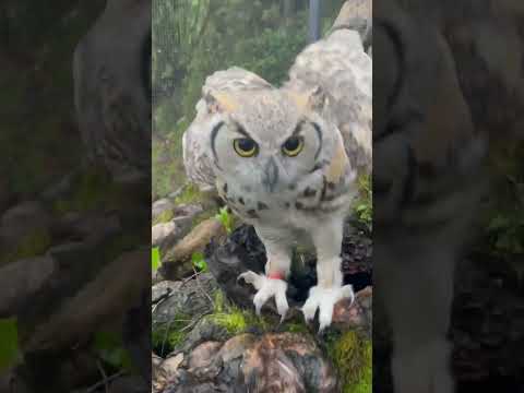 Happy Owl Hoots In Delight When He Sees Food!