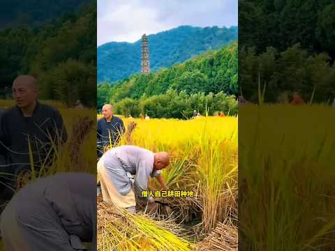 中国唯一一个自己种粮食的的寺庙，台州国清寺