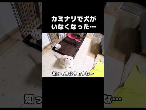 カミナリで犬がいなくなり猫に聞いてみたら...#shots